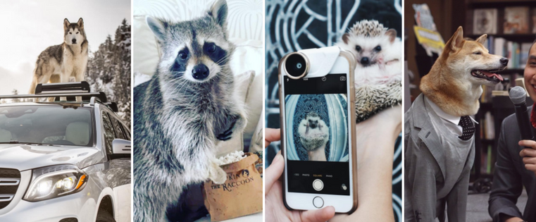 动物影响者：Instagram上11只著名宠物背后的故事