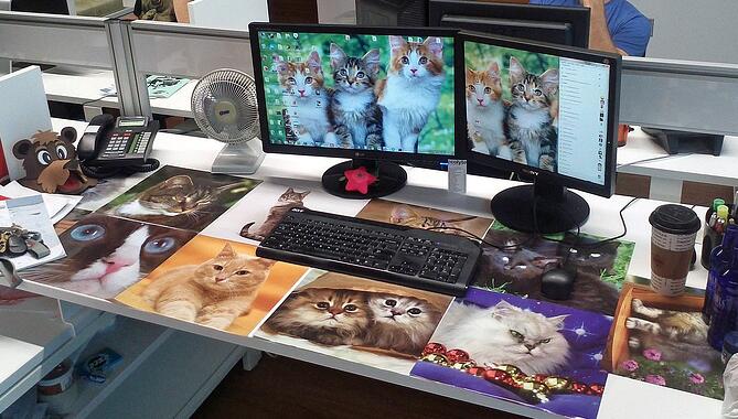 电脑桌面上和桌子上的猫的图片