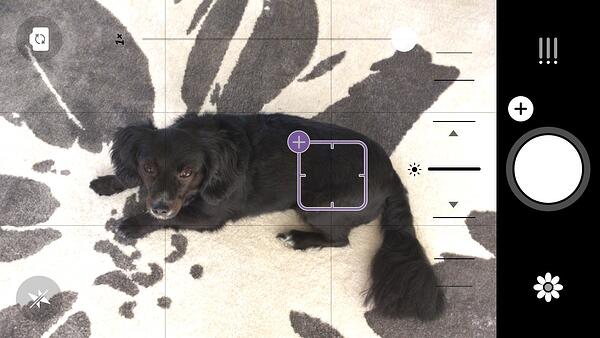 在相机上的黑狗照片之前+ 1照片编辑应用程序
