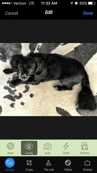 使用相机削尖黑狗的图片+照片编辑应用程序