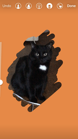 橙色背景添加到Instagram的黑猫的故事