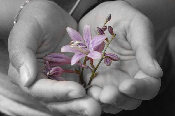 在移动照相机拍的灰色的被拍的照片与颜色阻拦揭示紫色花在妇女的手上